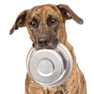 Stainless Steel Dog Bowls